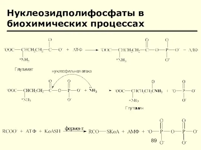 Нуклеозидполифосфаты в биохимических процессах