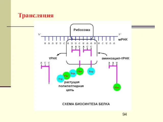 Трансляция