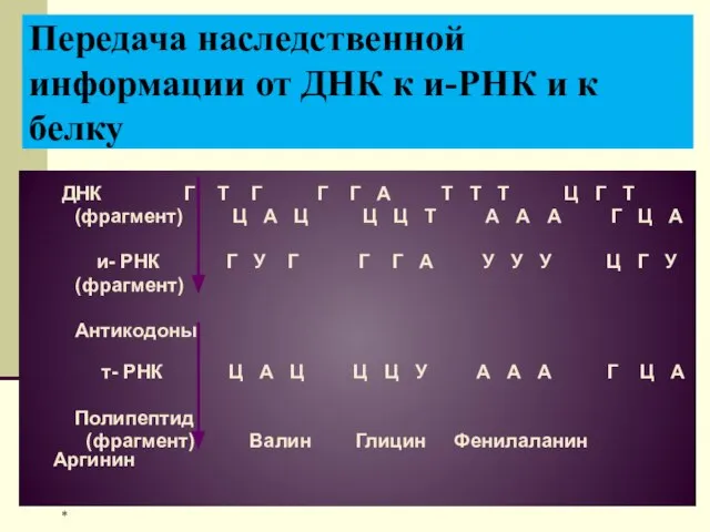 Передача наследственной информации от ДНК к и-РНК и к белку ДНК