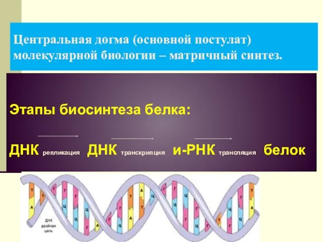 Центральная догма (основной постулат) молекулярной биологии – матричный синтез. Этапы биосинтеза