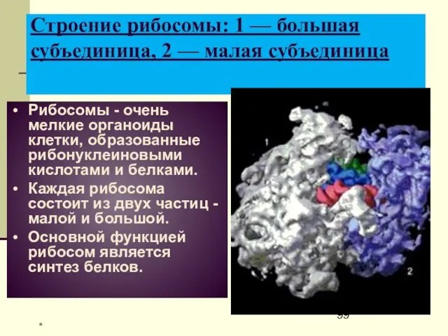 Строение рибосомы: 1 — большая субъединица, 2 — малая субъединица Рибосомы