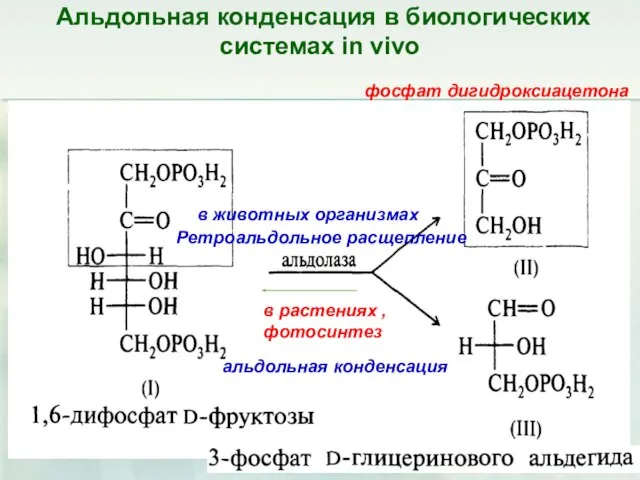 Альдольная конденсация в биологических системах in vivo фосфат дигидроксиацетона в растениях