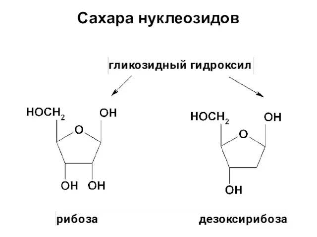 Сахара нуклеозидов