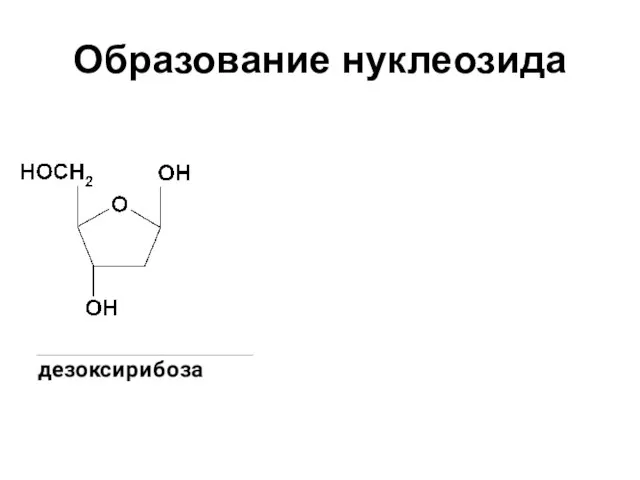 Образование нуклеозида