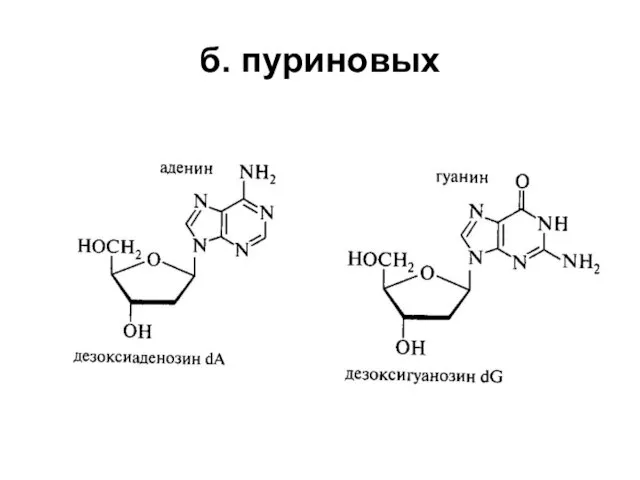 б. пуриновых