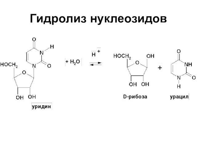 Гидролиз нуклеозидов