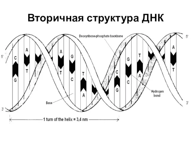 Вторичная структура ДНК