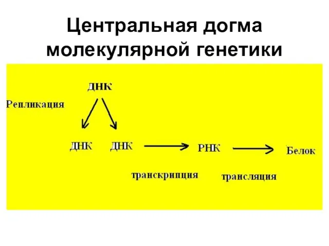 Центральная догма молекулярной генетики