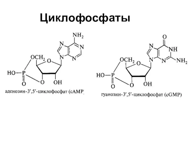 Циклофосфаты