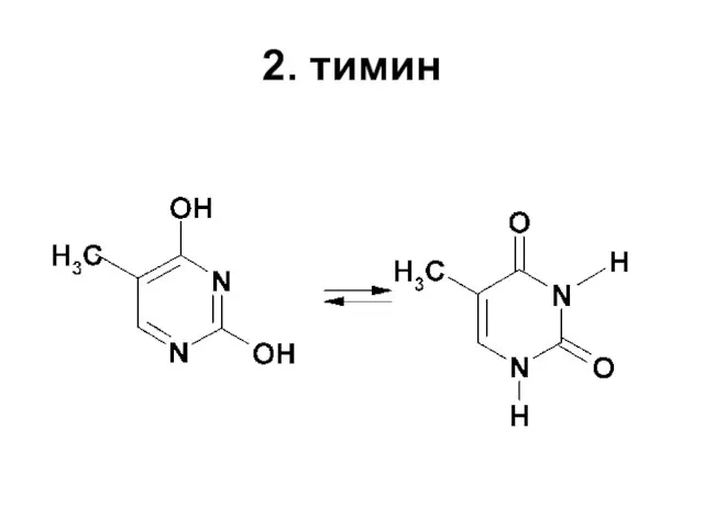 2. тимин