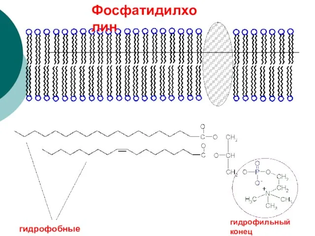 гидрофобные концы гидрофильный конец Фосфатидилхолин