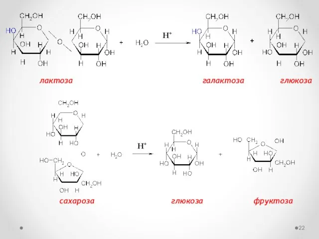 лактоза галактоза глюкоза сахароза глюкоза фруктоза Н+ Н+