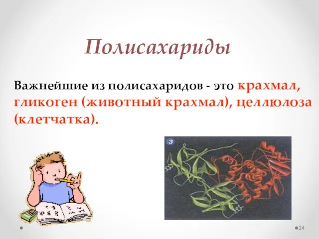 Полисахариды Важнейшие из полисахаридов - это крахмал, гликоген (животный крахмал), целлюлоза (клетчатка).