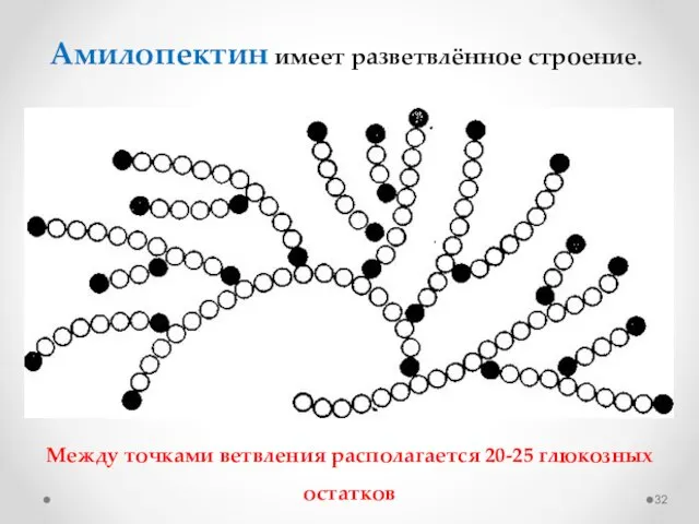 Амилопектин имеет разветвлённое строение. Между точками ветвления располагается 20-25 глюкозных остатков