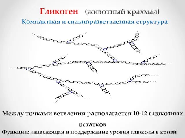 Гликоген (животный крахмал) Между точками ветвления располагается 10-12 глюкозных остатков Функции: