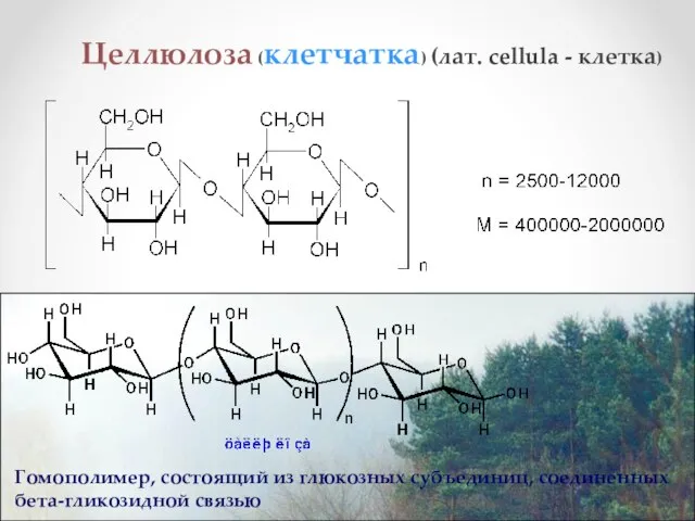 Целлюлоза (клетчатка) (лат. cellula - клетка)