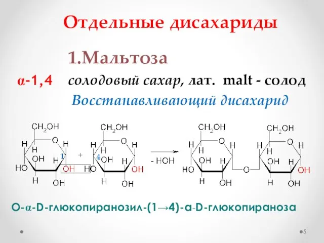 О-a-D-глюкопиранозил-(1→4)-α-D-глюкопираноза Отдельные дисахариды 1.Мальтоза солодовый сахар, лат. malt - солод Восстанавливающий дисахарид a-1,4 1 4