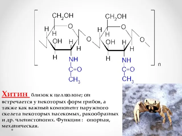 Хитин близок к целлюлозе; он встречается у некоторых форм грибов, а