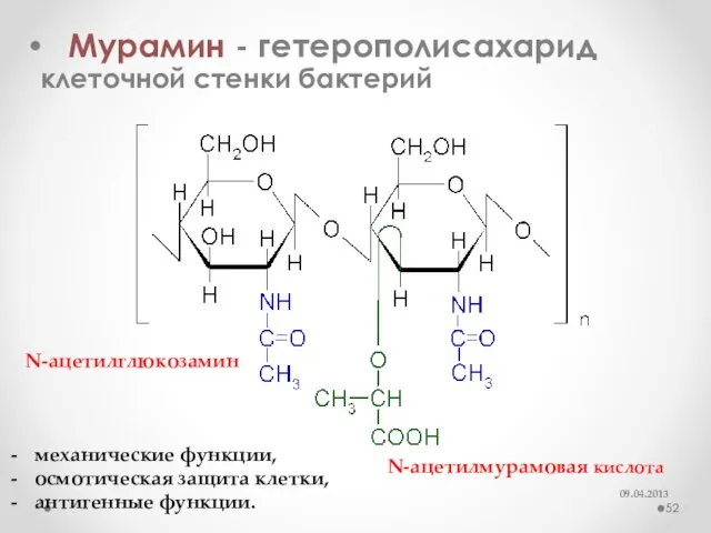 Мурамин - гетерополисахарид клеточной стенки бактерий N-ацетилглюкозамин N-ацетилмурамовая кислота механические функции, осмотическая защита клетки, антигенные функции.