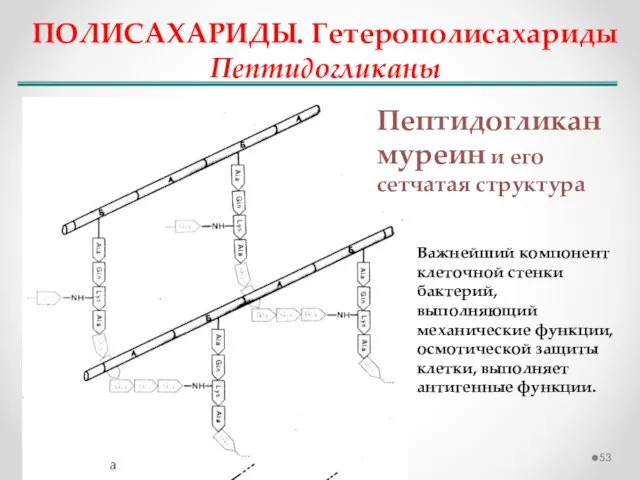 ПОЛИСАХАРИДЫ. Гетерополисахариды Пептидогликаны Пептидогликан муреин и его сетчатая структура Важнейший компонент