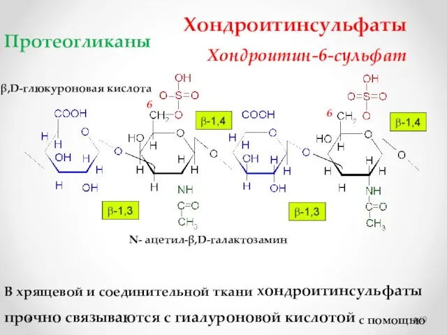 Хондроитинсульфаты Хондроитин-6-сульфат В хрящевой и соединительной ткани хондроитинсульфаты прочно связываются с