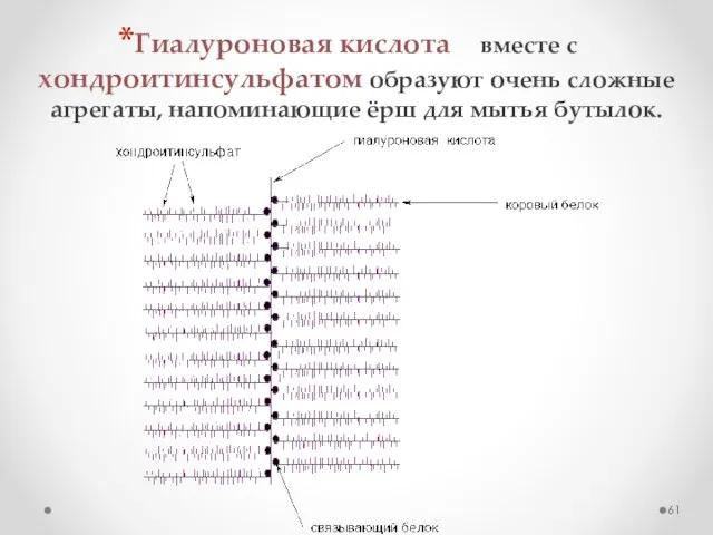 Гиалуроновая кислота вместе с хондроитинсульфатом образуют очень сложные агрегаты, напоминающие ёрш для мытья бутылок.