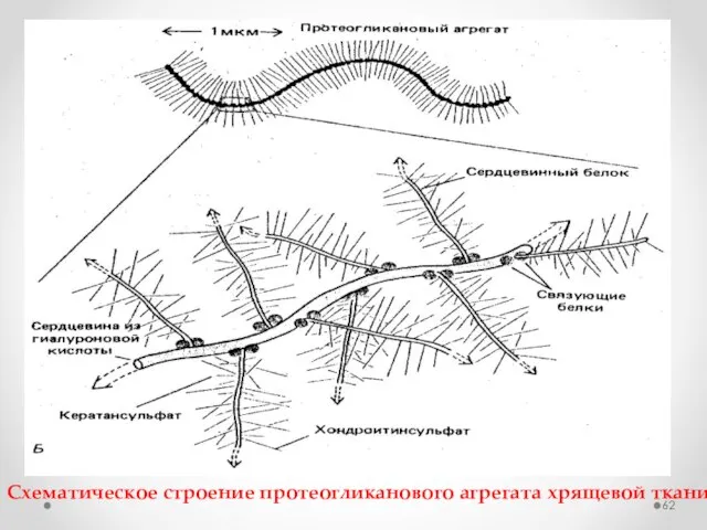 Cхематическое строение протеогликанового агрегата хрящевой ткани.