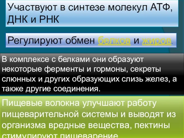 Участвуют в синтезе молекул АТФ, ДНК и РНК Регулируют обмен белков