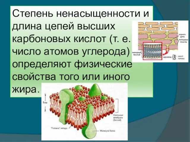 Степень ненасыщенности и длина цепей высших карбоновых кислот (т. е. число