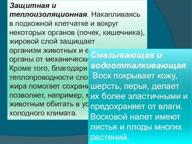 Защитная и теплоизоляционная. Накапливаясь в подкожной клетчатке и вокруг некоторых органов