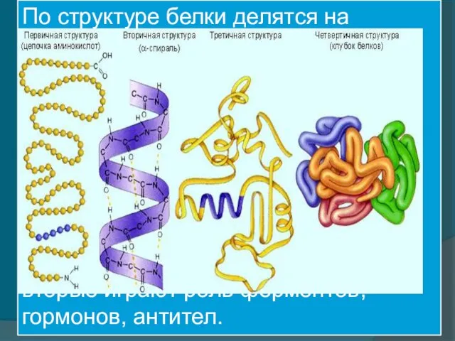 По структуре белки делятся на фибриллярные (третичная структура почти не выражена,