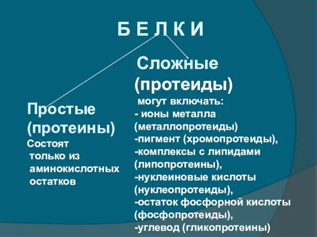 Б Е Л К И Простые (протеины) Состоят только из аминокислотных