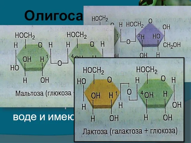 Олигосахариды Образованы двумя или несколькими моносахаридами, связанными ковалентво друг с другом