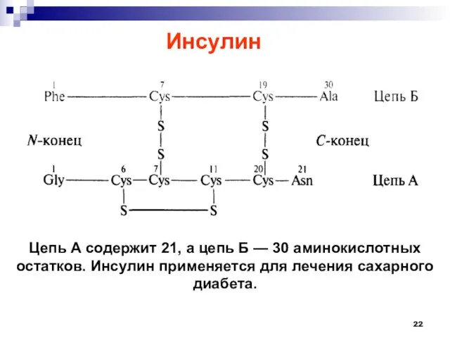 Цепь А содержит 21, а цепь Б — 30 аминокислотных остатков.