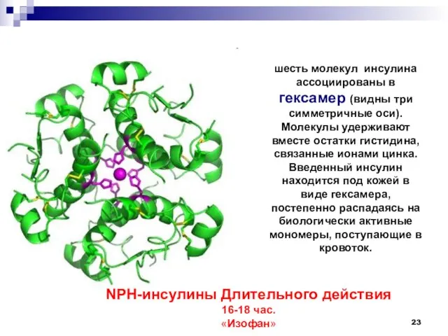 шесть молекул инсулина ассоциированы в гексамер (видны три симметричные оси). Молекулы