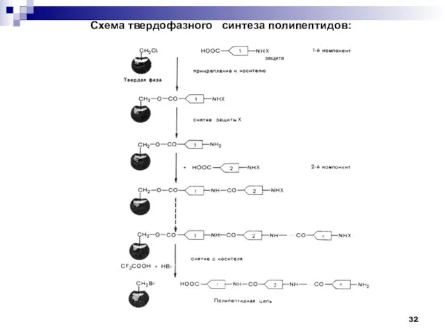 Схема твердофазного синтеза полипептидов: