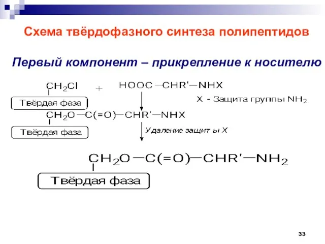 Схема твёрдофазного синтеза полипептидов Первый компонент – прикрепление к носителю