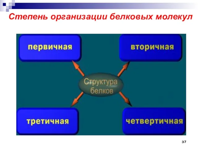 Степень организации белковых молекул