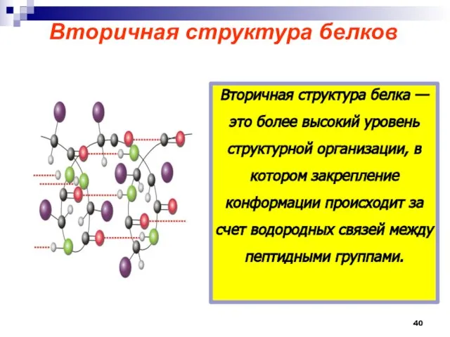 Вторичная структура белков Вторичная структура белка — это более высокий уровень