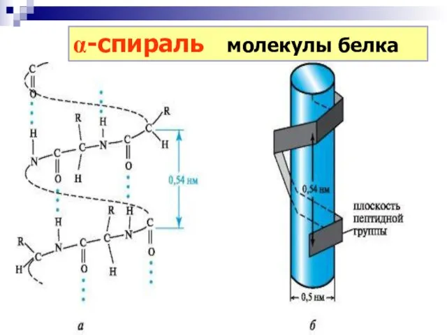 a-спираль молекулы белка