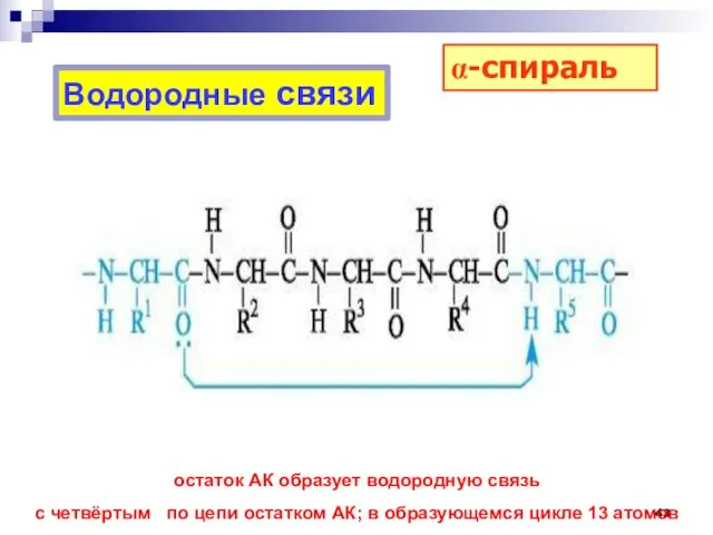 Водородные связи остаток АК образует водородную связь с четвёртым по цепи