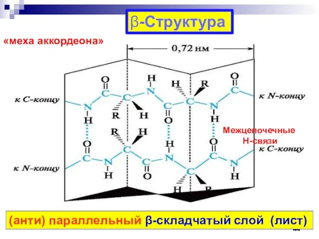 -Структура (анти) параллельный -складчатый слой (лист) «меха аккордеона» Межцепочечные Н-связи