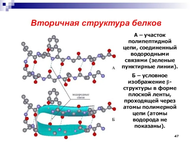 Вторичная структура белков А – участок полипептидной цепи, соединенный водородными связями