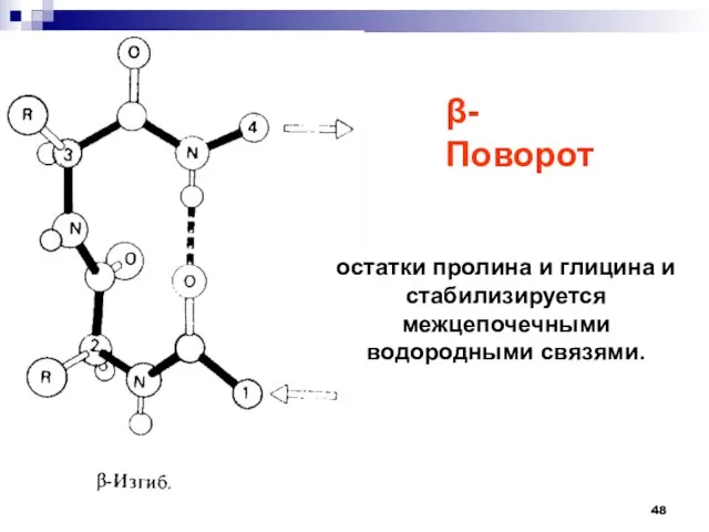 остатки пролина и глицина и стабилизируется межцепочечными водородными связями. -Поворот