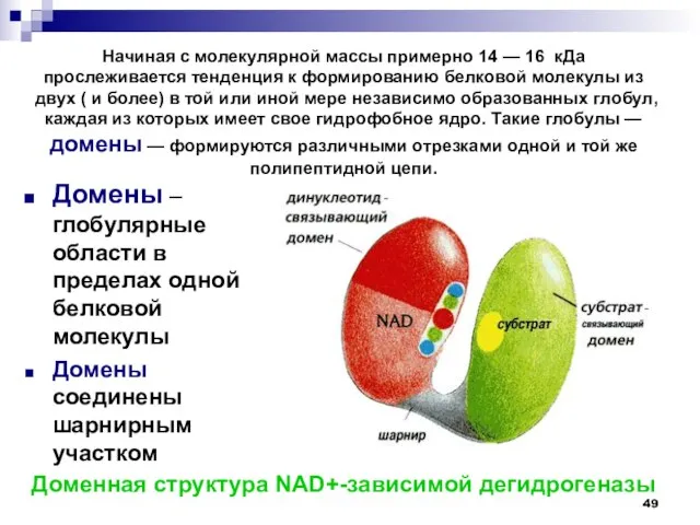 Домены – глобулярные области в пределах одной белковой молекулы Домены соединены