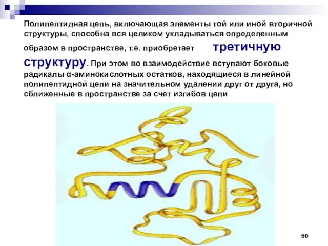 Полипептидная цепь, включающая элементы той или иной вторичной структуры, способна вся