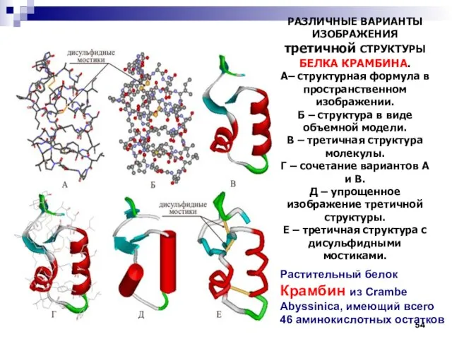 РАЗЛИЧНЫЕ ВАРИАНТЫ ИЗОБРАЖЕНИЯ третичной СТРУКТУРЫ БЕЛКА КРАМБИНА. А– структурная формула в