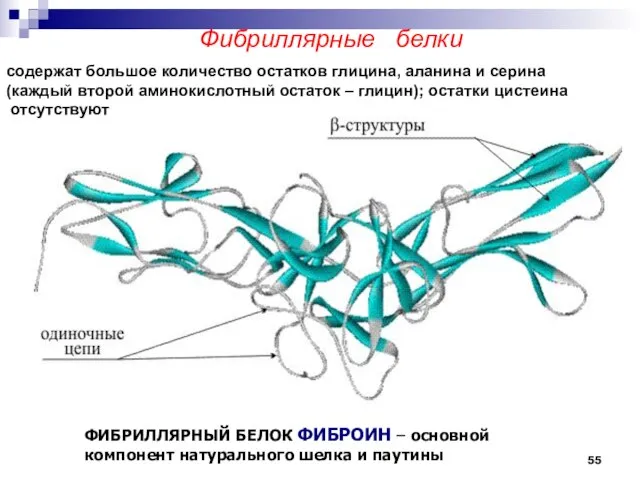 Фибриллярные белки ФИБРИЛЛЯРНЫЙ БЕЛОК ФИБРОИН – основной компонент натурального шелка и