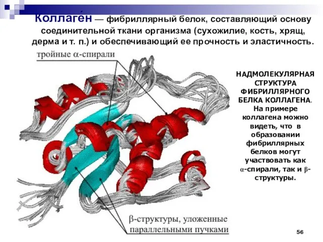 НАДМОЛЕКУЛЯРНАЯ СТРУКТУРА ФИБРИЛЛЯРНОГО БЕЛКА КОЛЛАГЕНА. На примере коллагена можно видеть, что