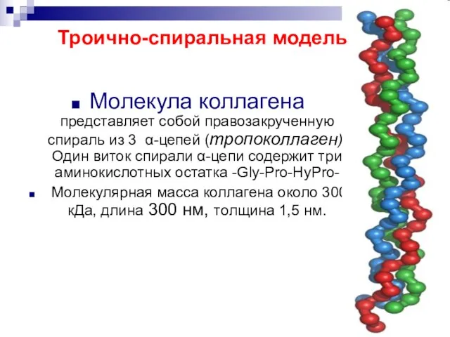 Молекула коллагена представляет собой правозакрученную спираль из 3 α-цепей (тропоколлаген). Один